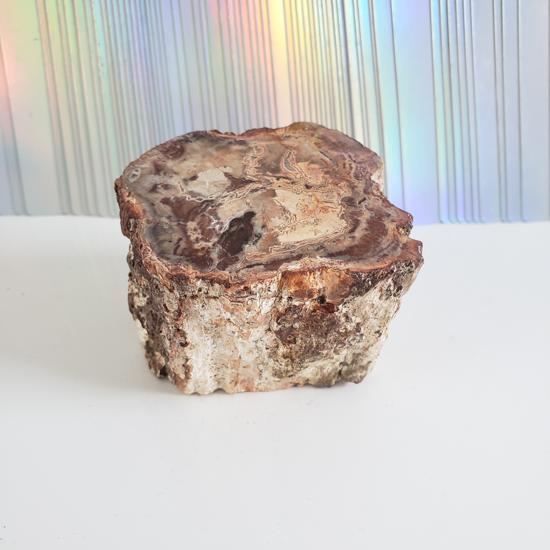 Energy Crystals Petrified Wood 1 3